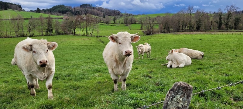 vaches en Brionnais .jpg