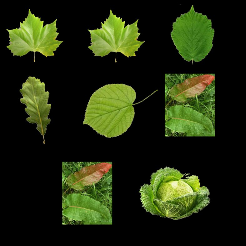 Feuilles80.jpg