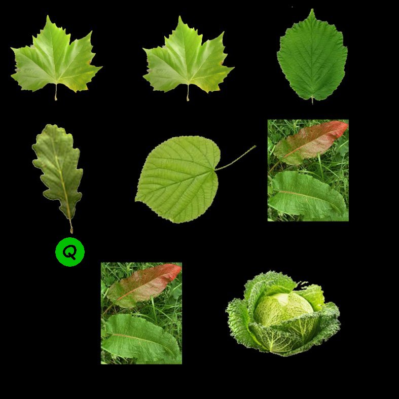 Feuilles80A.jpg